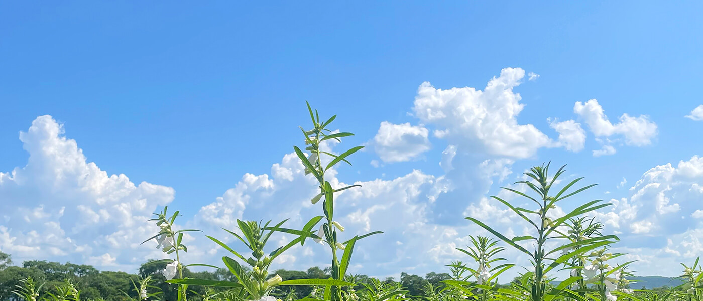 青空と植物